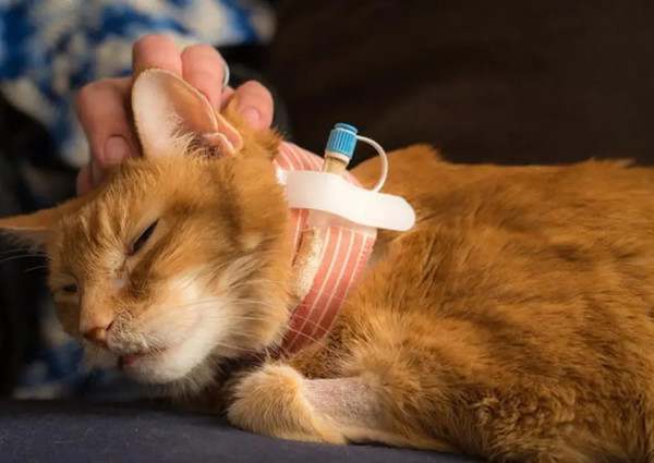 猫不吃饭会得脂肪肝吗?