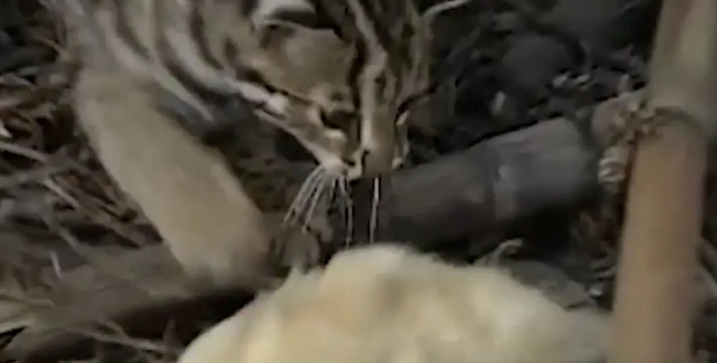 广东老太在山上捡了只小野猫养,养大后人懵了