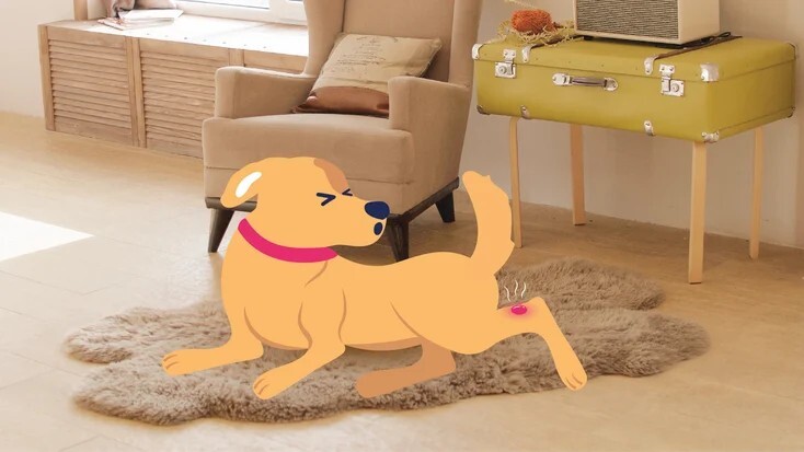 狗肥大细胞瘤：症状与治疗方法