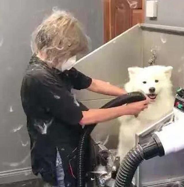 送萨摩耶去洗澡,中途不放心去看了一眼后感觉要被拉黑了呀