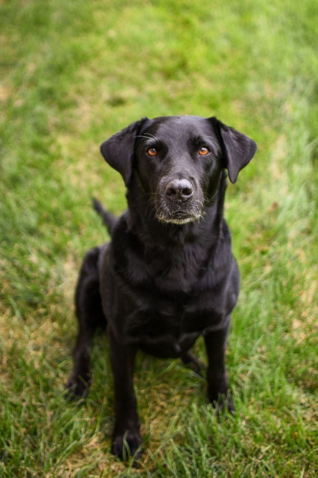 黑色拉布拉多猎犬图片