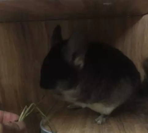 标灰色龙猫，丝绒黑两个都1岁，合笼：2019-1月25号合笼成功，乖巧听话