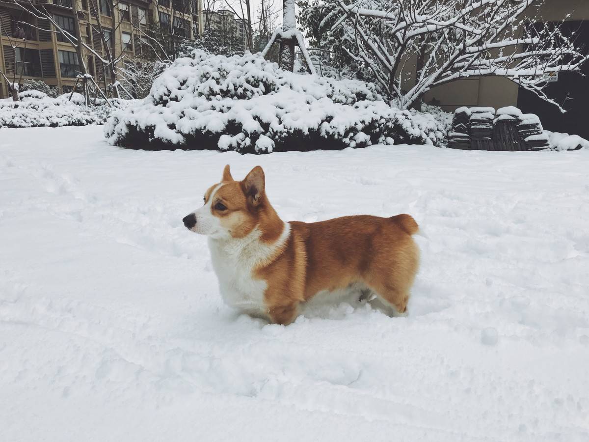 柯基成功的没了腿柯基