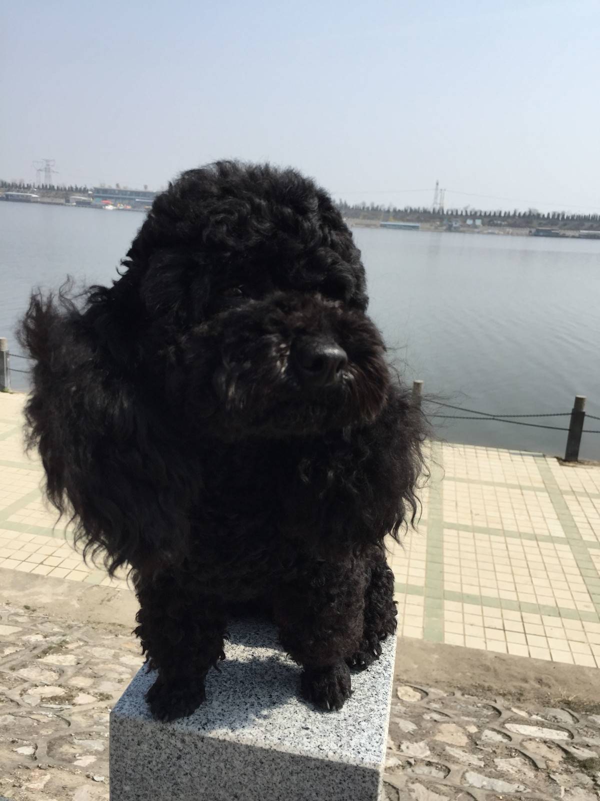 泰迪 阳光明媚,和麻麻出来晒太阳啦