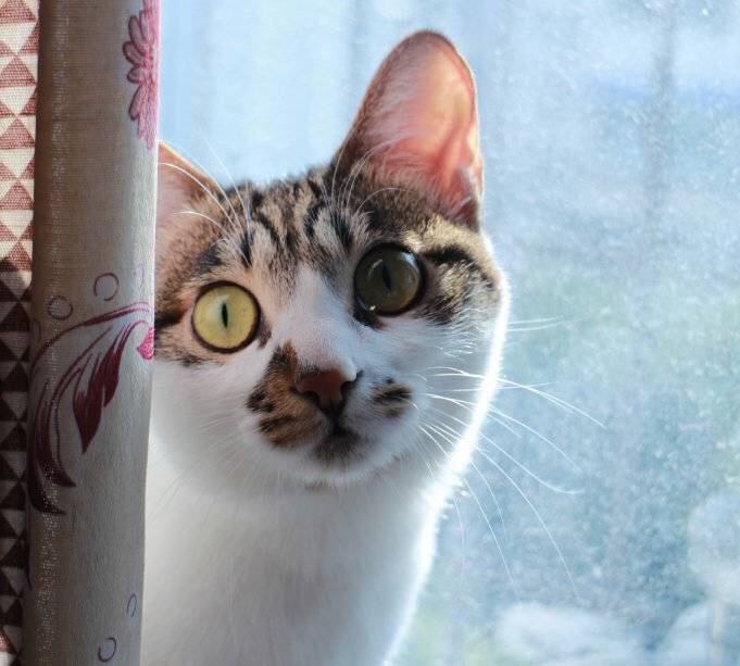 土猫一样可以很萌