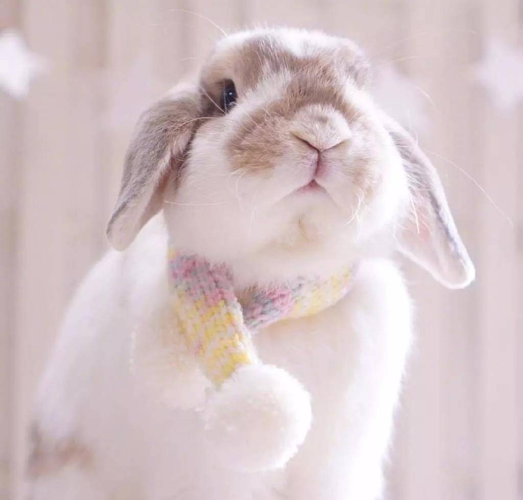 肉乎乎的小脑瓜兔子,超级萌了!