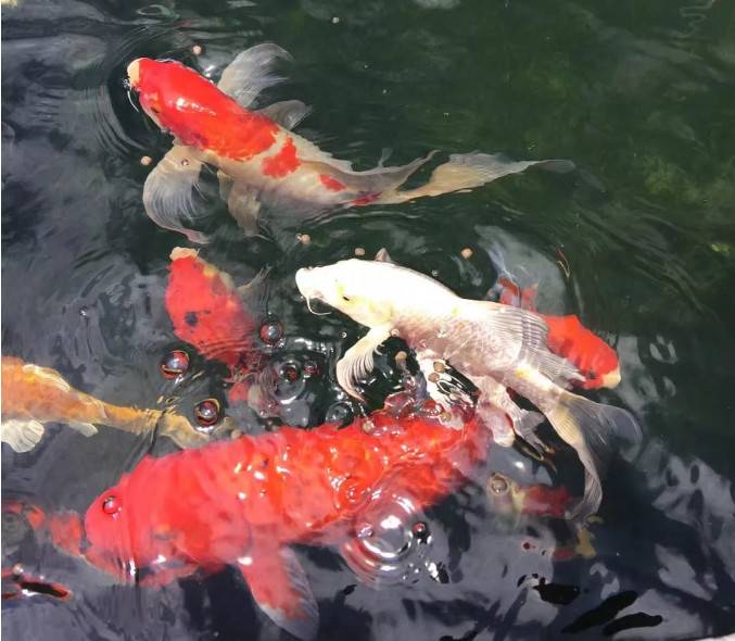 如果可以,退休后,我也想在大山里,盖一栋自己喜欢的房子,没有城市的拥挤和喧嚣,只有山中的鸟叫与虫鸣,伴着蓝天白云和清新空气;在院子里养养鱼种种菜,安详度日、回味人生。