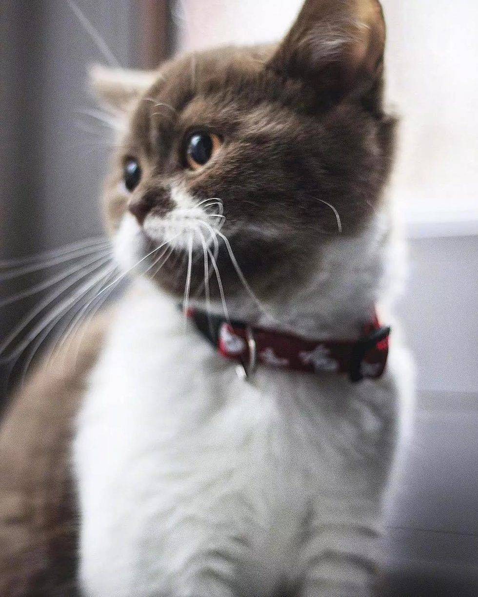 喝完牛奶变成了可爱的小胡子