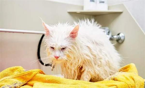 猫咪多久洗一次澡?帮猫咪洗澡需要注意些什么?