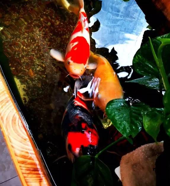 天气温暖起来了,在阳光的照射下锦鲤是那么的漂亮,一喂食一群群的游来,这是说不出来的幸福。