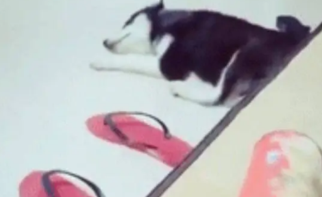 主人趁着哈士奇睡着偷吃零食,被发现后遭到二哈鄙视