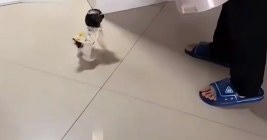 女子带回家一只小狗,第三天才被家人发现