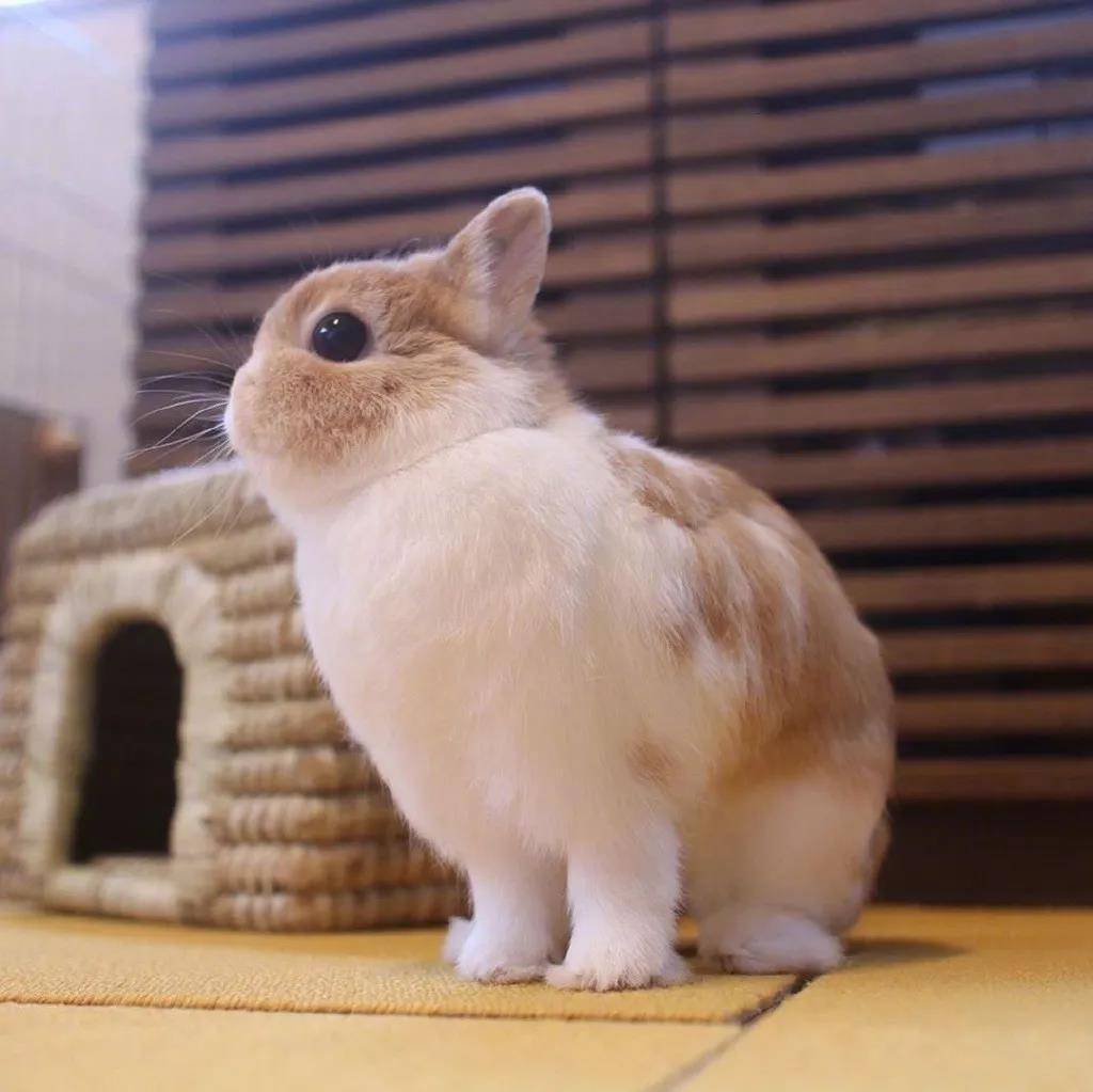 一直乖巧好看还有点仙的小天使