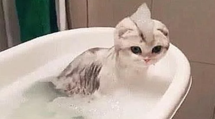 给猫咪洗澡，中途出去拿了条毛巾，回来一看猫咪的新造型笑到岔气