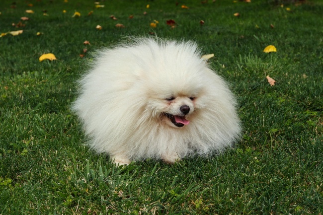 草地可爱博美犬图片