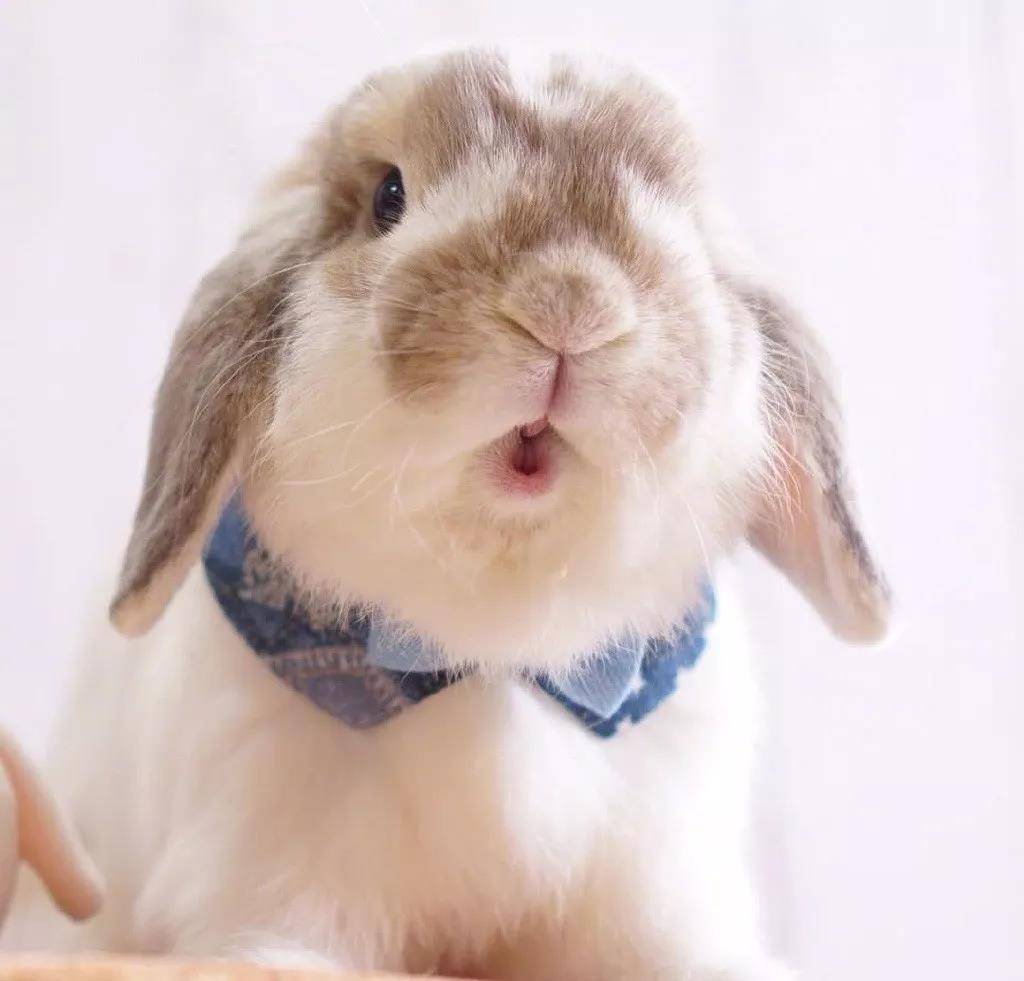 肉乎乎的小脑瓜兔子,超级萌了!