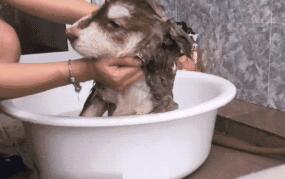 小阿拉斯加不想洗澡,直接放躺耍赖,主人可不会给它这个机会