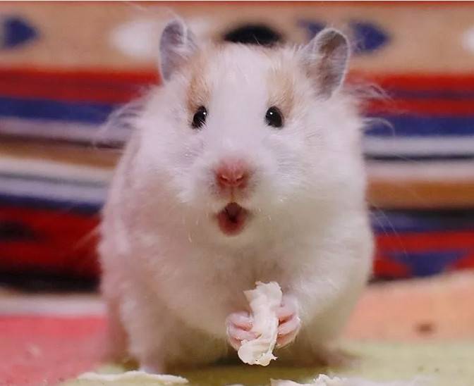 金丝熊是仓鼠表情大全