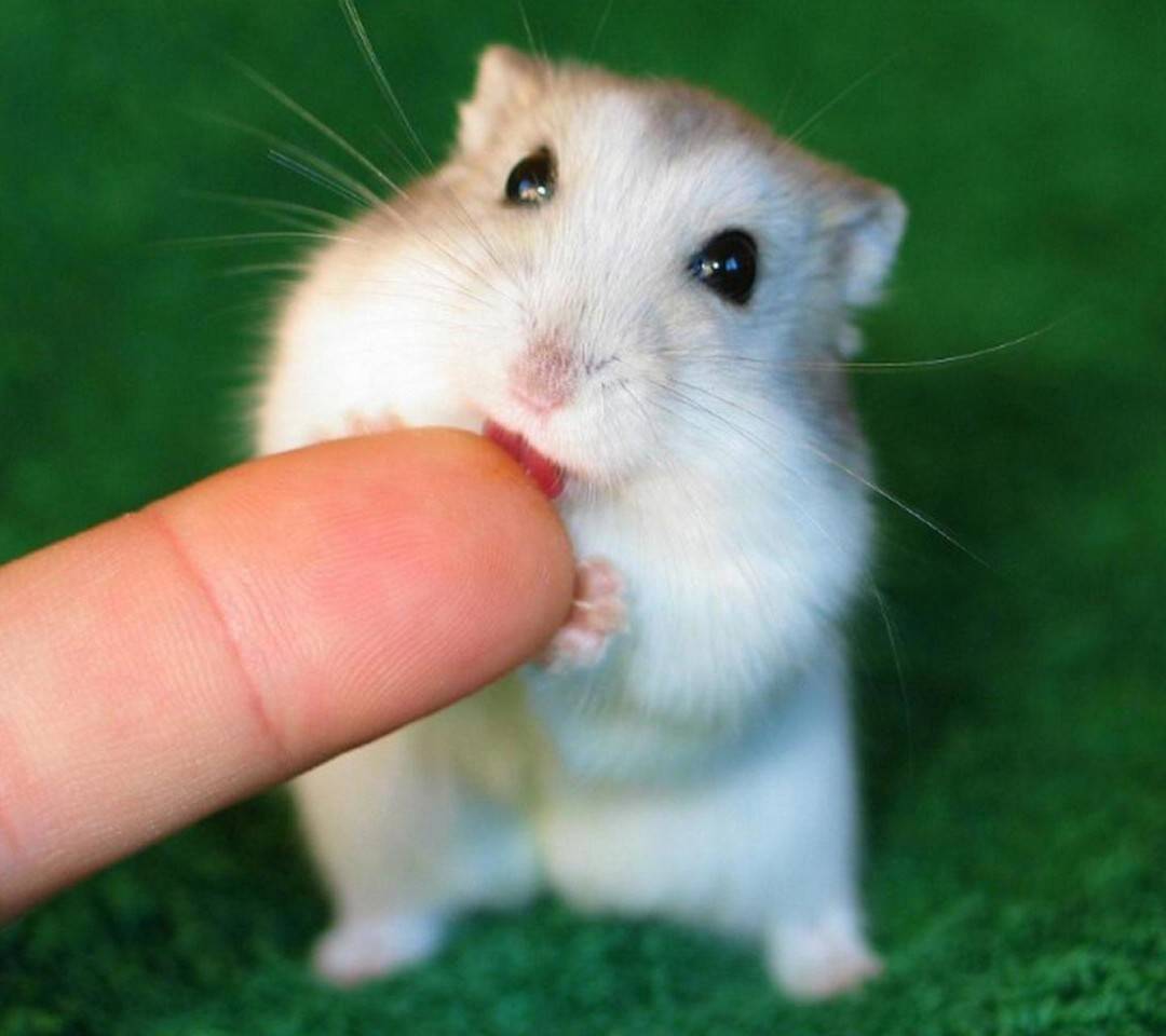 你肿么可以这么萌