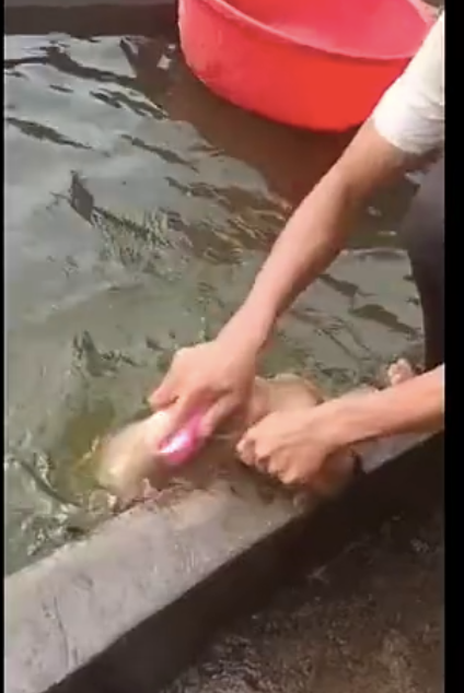 网民将狗放到池子里洗澡,狗狗的样子令人心痛又搞笑,好无奈呀!