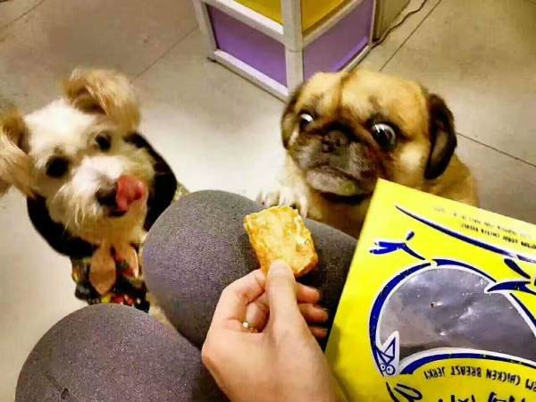 狗狗胃扭转的症状与原因