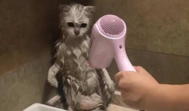 “养猫10年,只给猫咪洗过一次澡”:猫咪一生不洗澡可以吗?