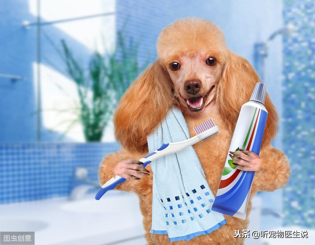 有必要给狗狗刷牙吗?科学刷牙预防疾病无忧