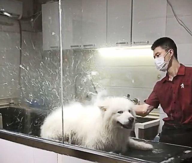 铲屎官带着萨摩耶去洗澡, 吹毛的时候突然感受到了一阵恶寒