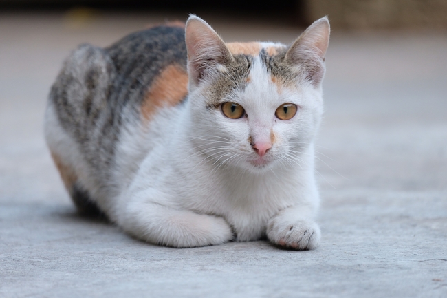 匍匐姿势的小猫图片