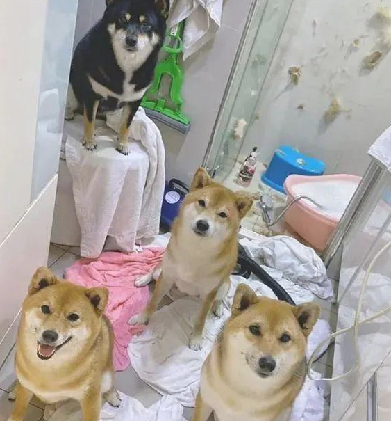 小伙对决4只柴犬,洗洗澡,淋浴室称得上“竞技场”,场景极度混乱!