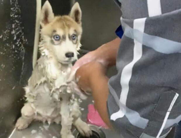 二哈去宠物店洗澡时,却一直盯着工作人员:你这是啥眼神啊?