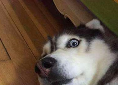 主人正在洗澡,二哈悄悄的冲了进来,对主人一阵“大骂”