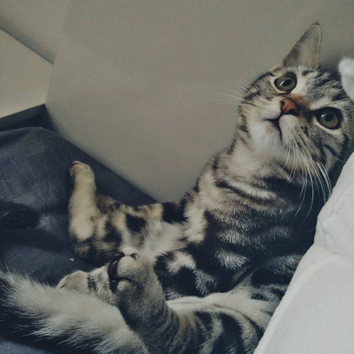 家里有两只虎斑猫。都是超级粘人的妹子。它们是一对从小分离,互不相认的亲母女。它们会因为争地盘打架,也会偶尔一起玩耍嬉闹。