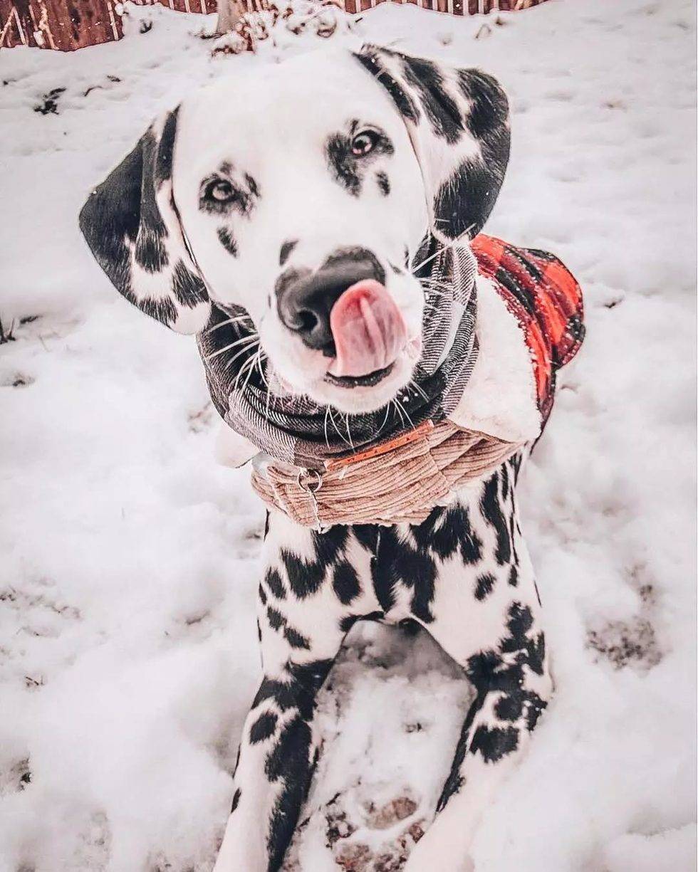 一只鼻头有爱心的汪星人,萌感爆棚