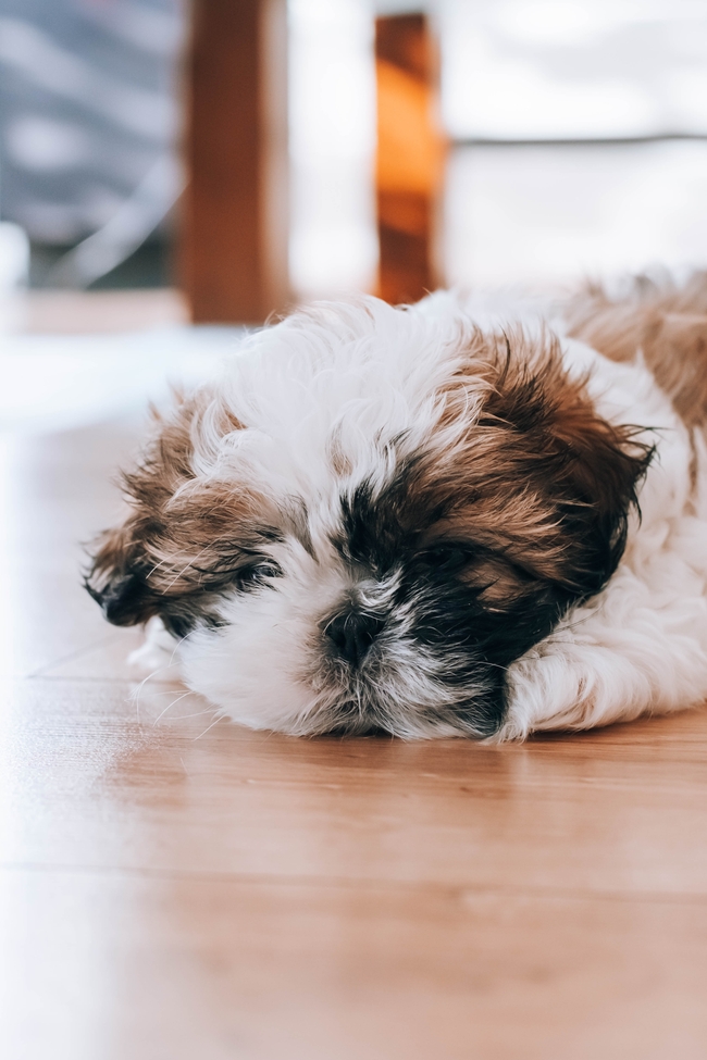 趴在地上无精打采的西施犬图片