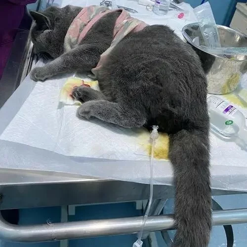 猫咪尿闭几天会死亡？教你如何识别并快速应对