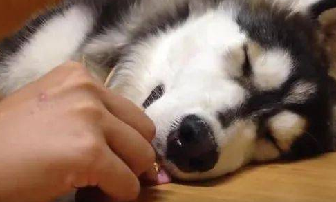 哈士奇在地板上睡的正香，主人拿零食往旁边一放，结果二哈这反应