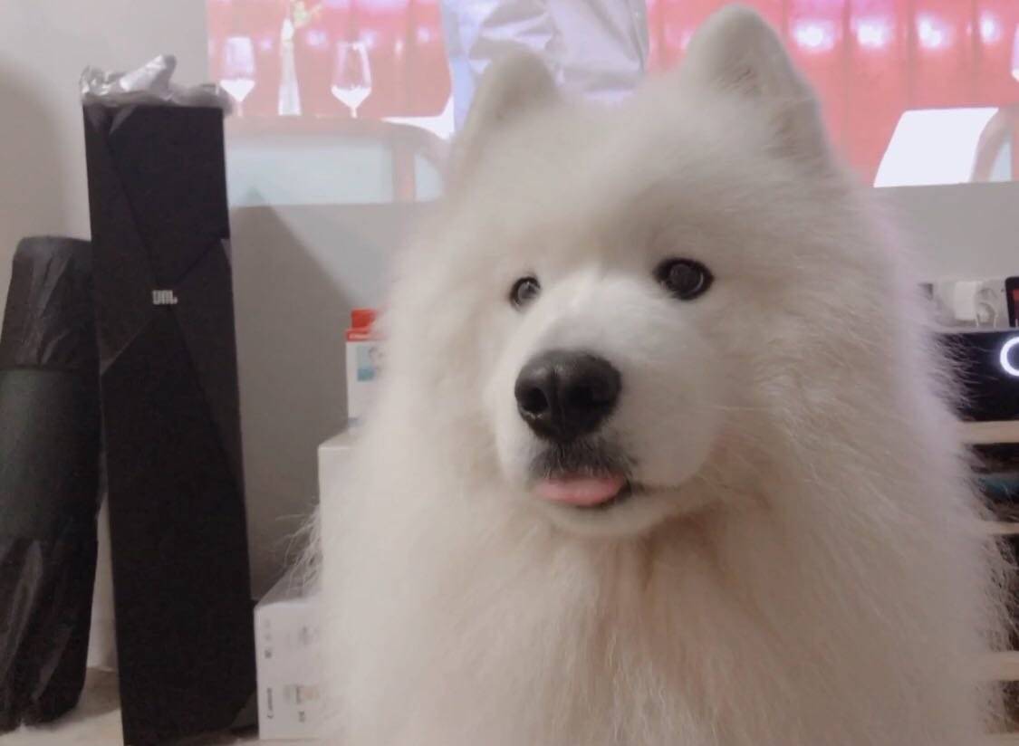好久没更新啦~~~~~~我的萨摩耶 poppy 都已经长大了好多