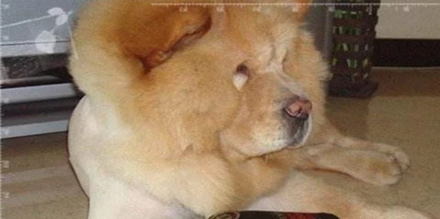 泰迪犬凶吗 | 超级怕水的泰迪,一说洗澡就凶的像只藏獒,每次都得带防护手套!