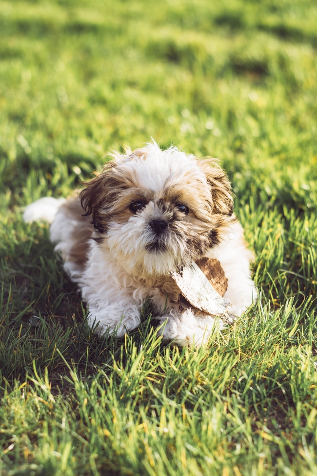 草地可爱呆萌西施犬狗狗图片