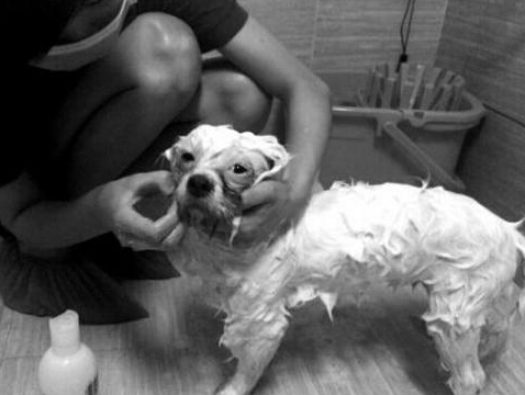 深圳惊现宠物洗澡师 月薪达一万