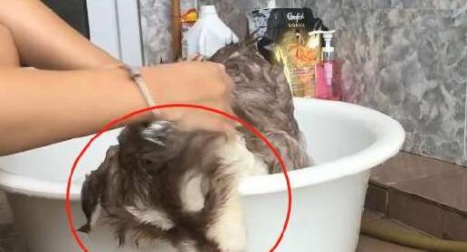 小阿拉斯加不想洗澡,直接放躺耍赖,主人可不会给它这个机会