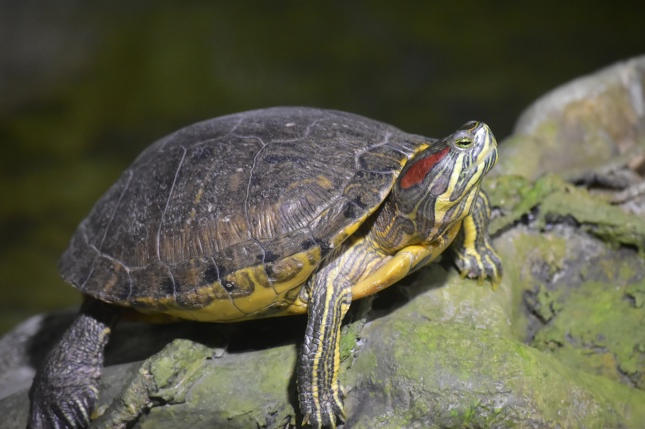 如何安全地给爬宠用药？