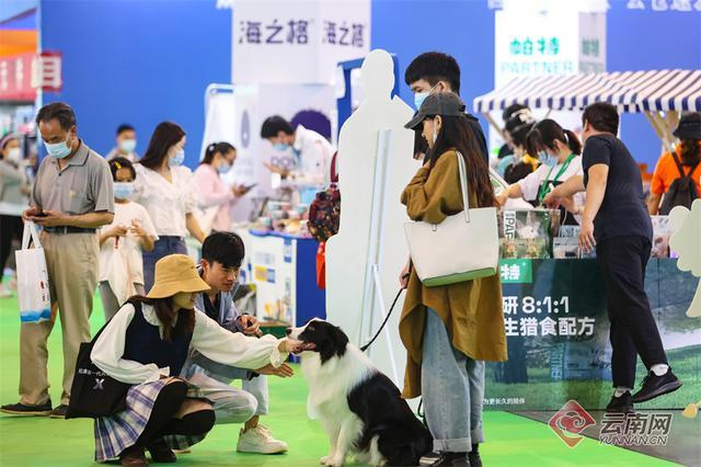萌宠来袭!第五届中国昆明东盟宠物博览会人气高涨