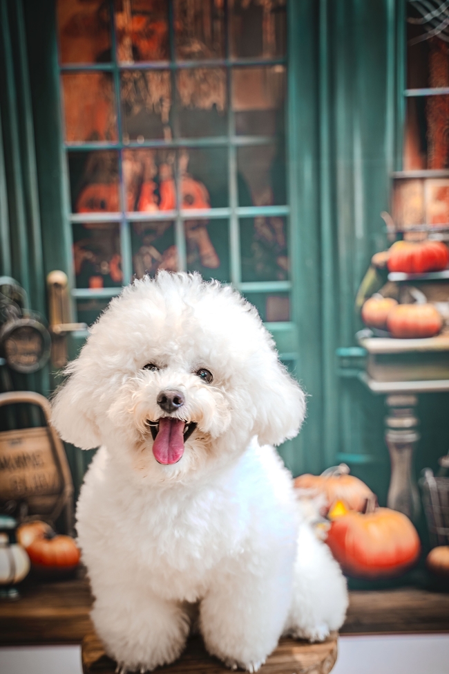 可爱比熊犬万圣节主题写真图片