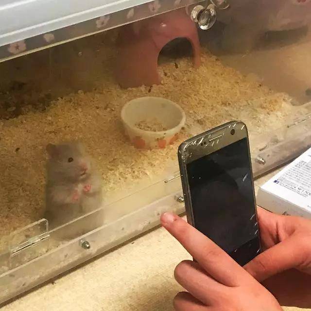 拍照时人家的仓鼠摆好pose等着,你的仓鼠犹如多动症患者~