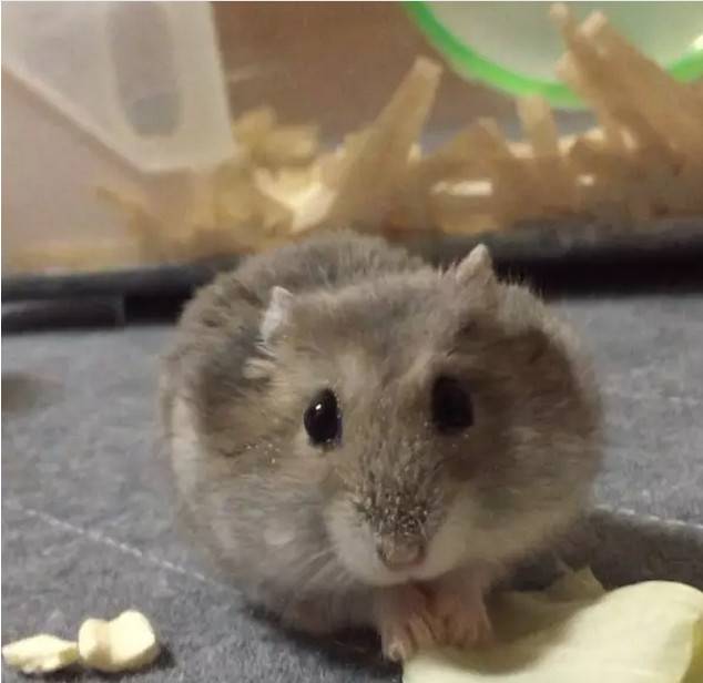 活捉一只偷零食的仓鼠