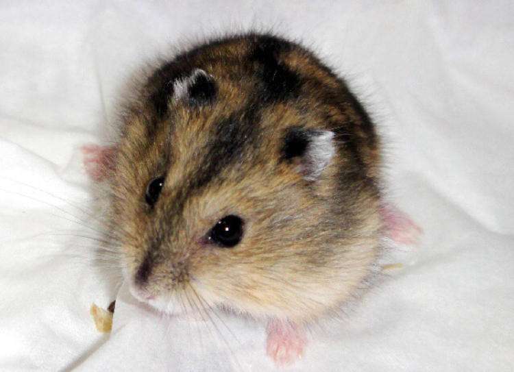 仓鼠是非常好养的小动物