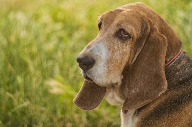 户外草丛巴吉度猎犬图片