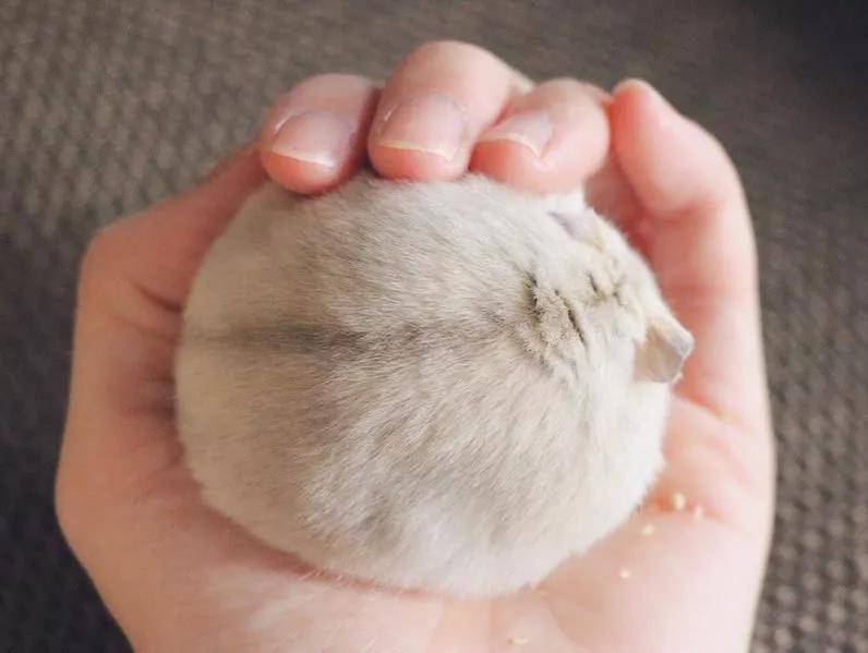 一只超级圆的小仓鼠